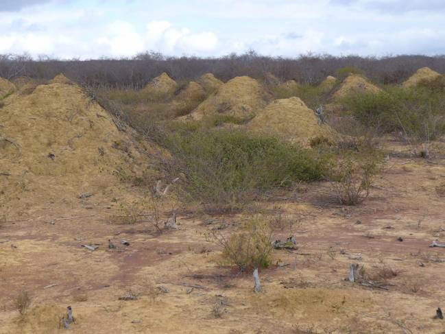Montículos de termitas en Brasil
