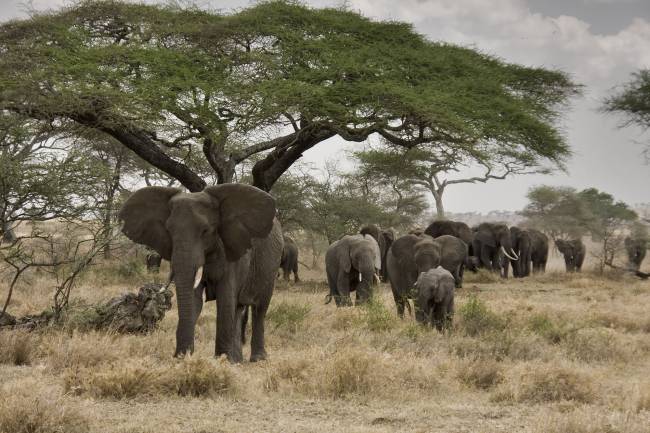 Elefantes en la sabana Africana. 