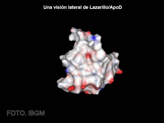 Un investigador del IBGM de Valladolid ha mostrado su trabajo en el Instituto de Neurociencias de Castilla y León (Incyl) de Salamanca