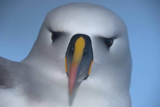 Los albatros son aves marinas que nidifican en islas oceánicas (copyright: Jacob González-Solis).