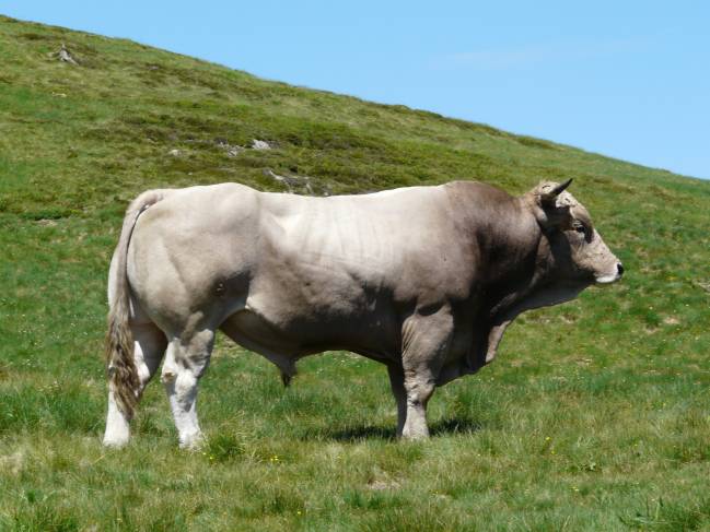 La selección de los genes paternos mejora la raza bovina “Bruna dels Pirineus”