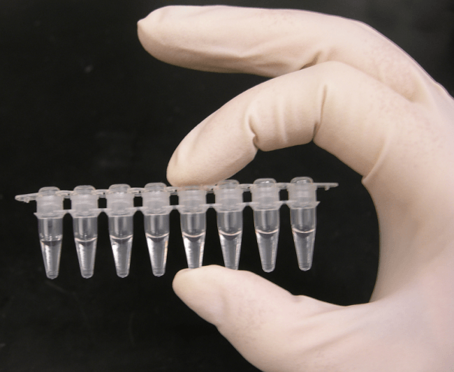 Tubos de PCR. Imagen: Wikipedia