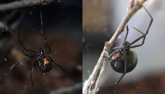 Araña viuda marrón y araña viuda negra