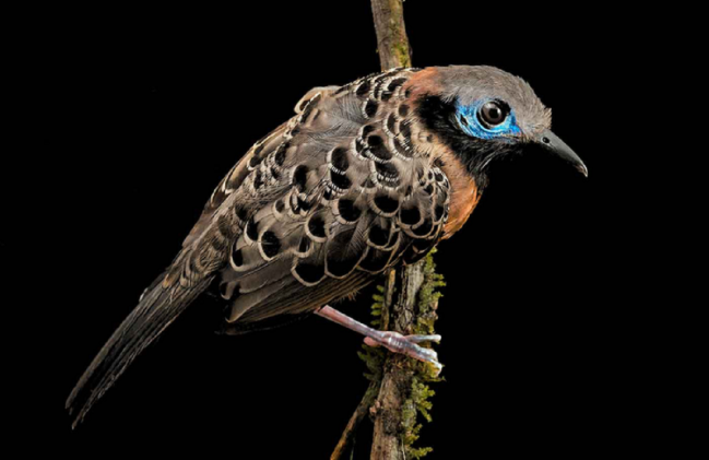 Un pájaro del trópico panameño