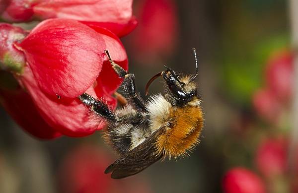 Una de las especie de abejorros, unos polinizadores muy importantes. / Miquel Vernet