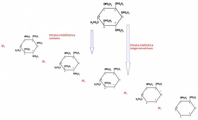 Productos generados a partir de la hidrólisis del ácido fítico (IP6)