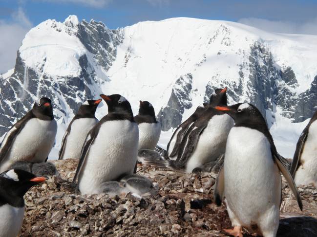 colonia de pingüinos papúa