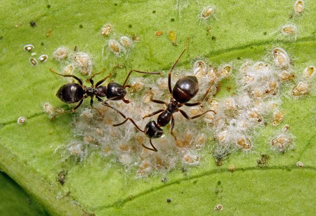 Hormigas sobre una fuente de melaza producida por mosca blanca algodonosa