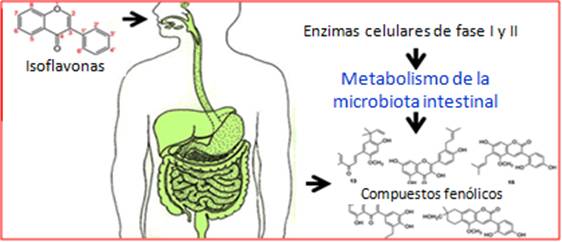 Las Isoflavonas de soja también mejoran el Metabolismo intestinal