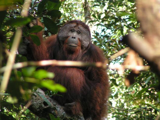 Orangután 