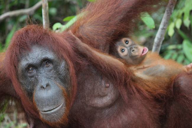 Madre orangután con su cría