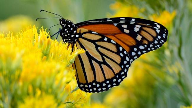 mariposa monarca migratoria