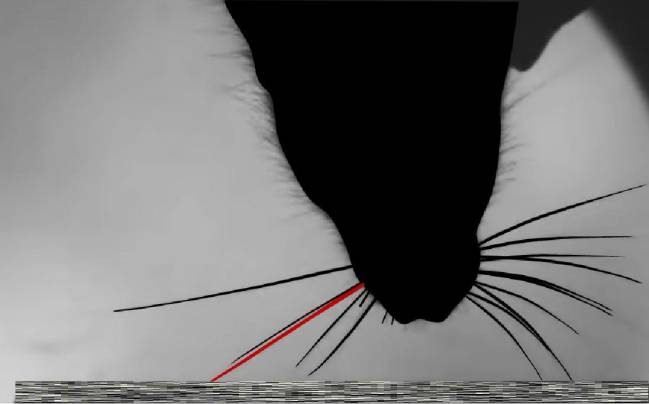 Una rata contactando una textura con la vibrisa marcada en rojo. La vibrisa roja está conectada a una región de la corteza cerebral cuya actividad neuronal colectiva indica al animal la identidad de la textura.  H. Safaai (CSIC)