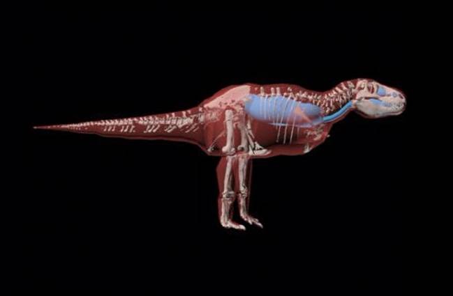 Tyrannosaurus rex. / Vivian Allen / Julia Molnar