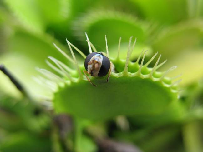 Dionaea muscipula in_action.
