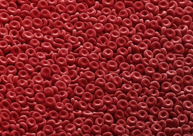 glóbulos rojos