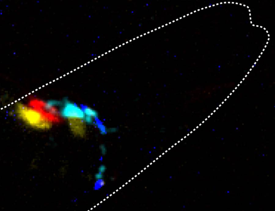 Los investigadores han utilizado el nemátodo Caenorhabditis elegans como modelo experimental