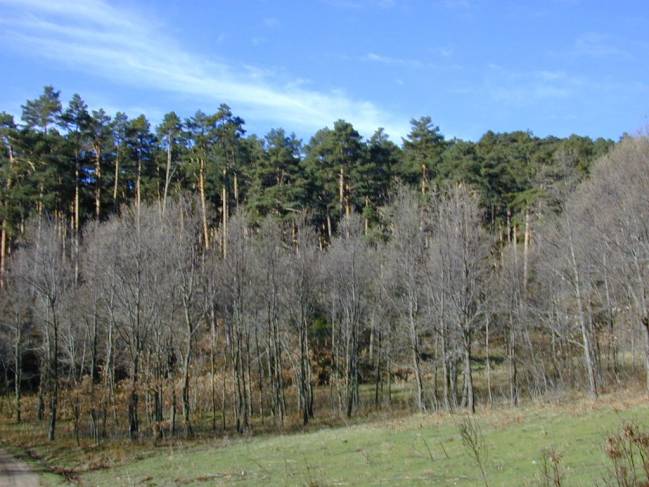 Rodal dominado por rebollo (en primer término) en un claro abierto por la gestión forestal en el pinar maduro (segundo plano).