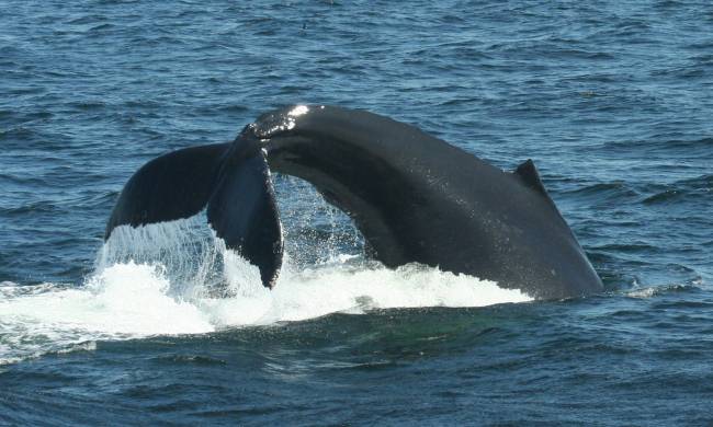 Ballenas de Humpback alimentándose. / Jennifer Allen (Whale Center of New England)