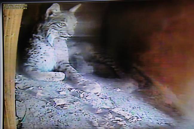 Fotograma de la cámara en directo con el centro de cría en El Acebuche, donde han parido los linces ibéricos
