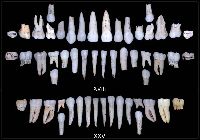 Imagen de dientes fosilizados