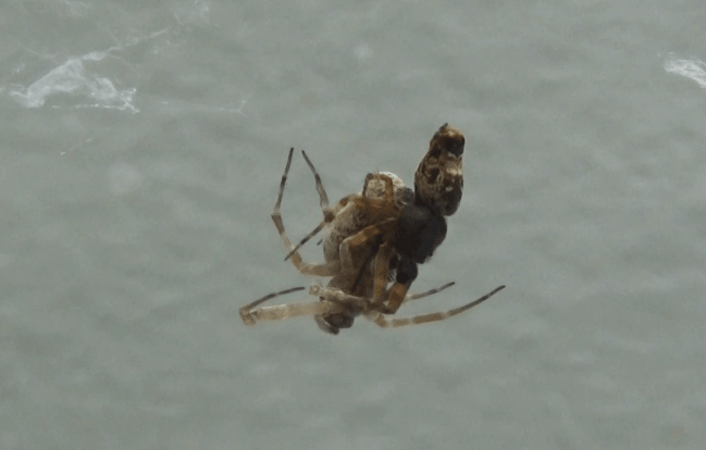 Dos arañas de la especie Philoponella prominens apareándose