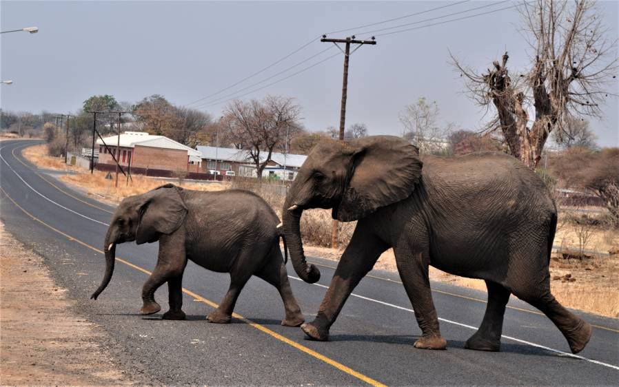 Imagen de dos elefantes cruzando una carretera en Botswana