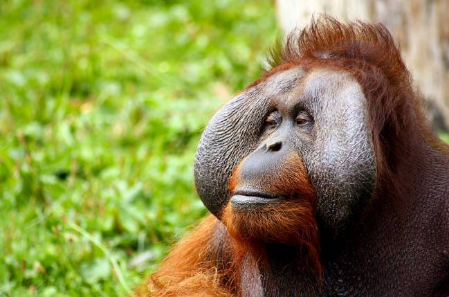 Un orangután macho