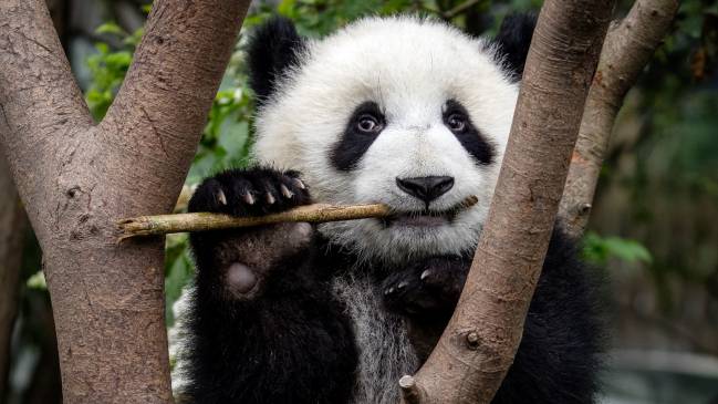 panda masticando bambú