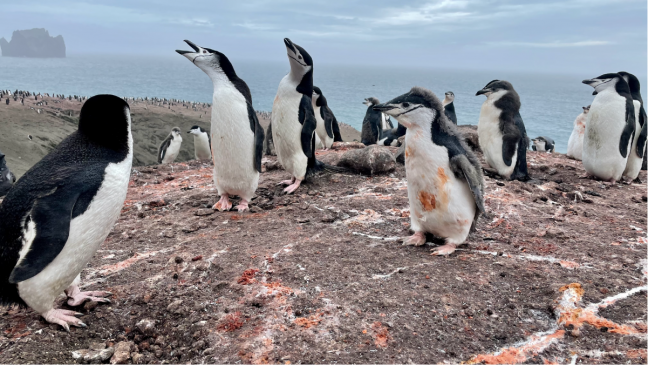 Zona de nidificación de pingüinos barbijo 