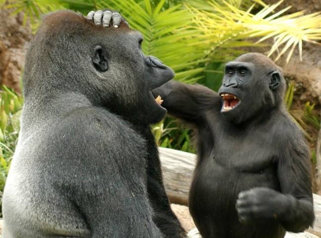 Dos gorilas jugando
