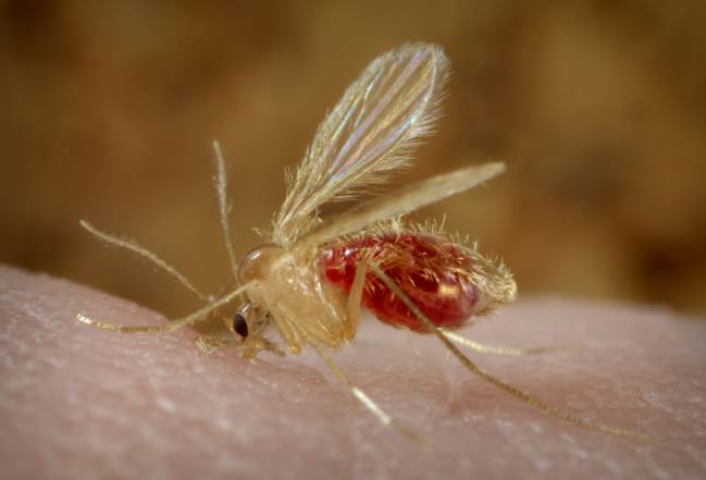 Mosquito Phlebotomus papatasi uno de los vectores de la leishmaniasis. / Wikipedia