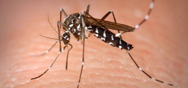 Mosquito Aedes albopictus 