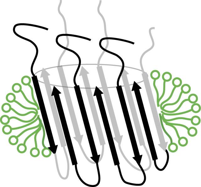 Diagrama agregado de beta amiloide que actua en membrana