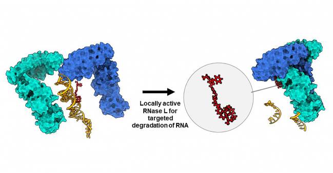 La molécula 'quimera' RiboTAC degrada un ARN oncogénico