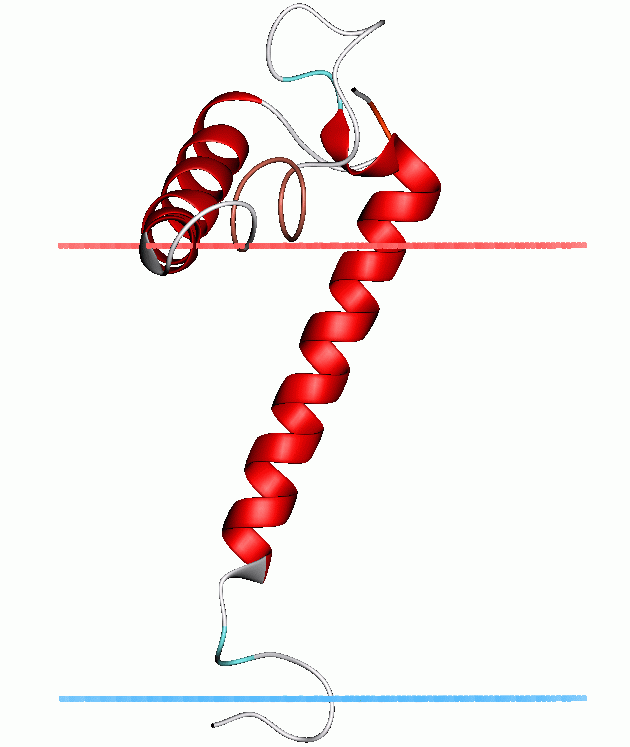 Estructura proteica de una pequeña proteina (stannin) 