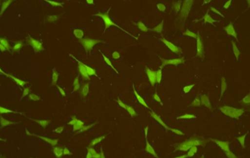 Células en desarrollo sobre una lámina biofuncionalizada. Fuente: UPM.