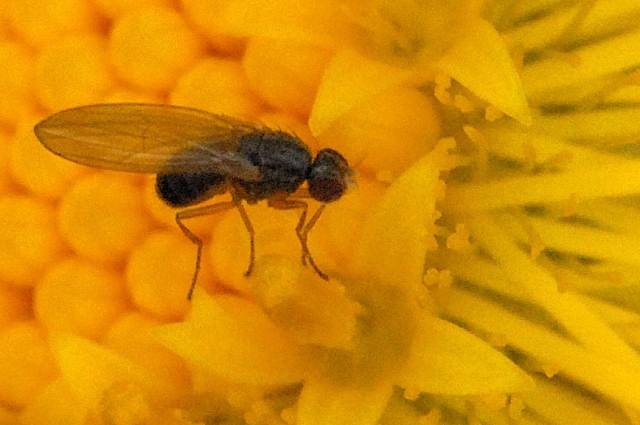 Drosophila obscura. / Wikipedia