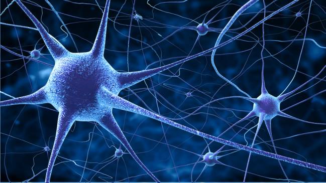 Las neuronas que alberga nuestro cerebro no parecen seguir un patrón de comportamiento ordenado. / Fotolia