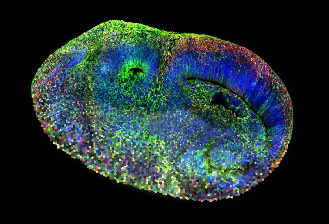 Imagen de un sistema de mosaico de organoides cerebrales humanos CHOOSE