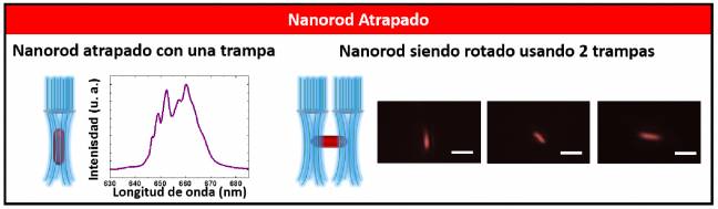 Las nanopartículas cilíndricas tienen predilección por la orientación vertical