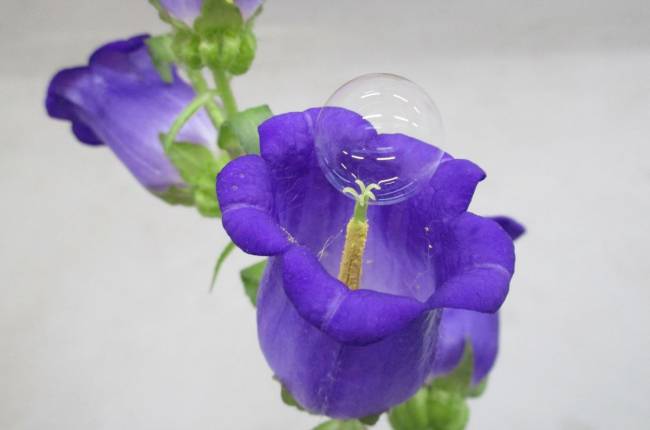 Burbuja sobre una flor