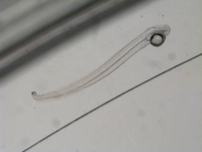 Imagen microscopio larva anguila europea