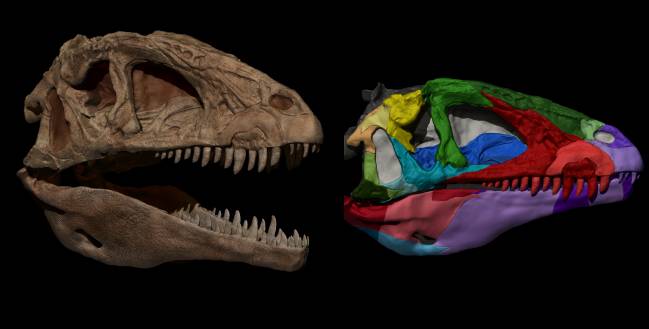 Izquierda, reconstrucción del cráneo de un dinosaurio carnívoro; derecha cráneo digitalizado en 3D del mismo dinosaurio.