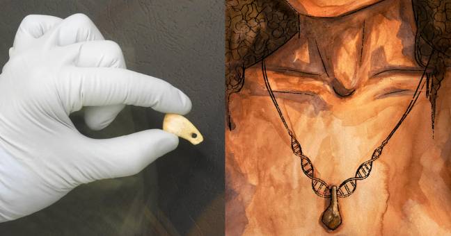 El diente de ciervo perforado descubierto en la cueva de Denisova y recreación artística del colgante con un cordón de ADN