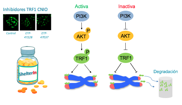 La vía PI3K y TRF1, protector del telómero, están funcionalmente conectados / CNIO