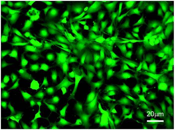 Osteoblastos de ratón creciendo sobre matrices 3D desarrolladas a partir de residuos de la industria alimentaria.