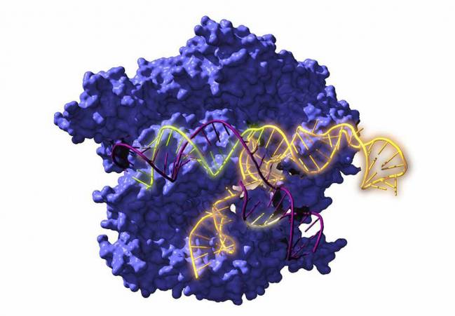 Imagen de Cas9, una enzima endonucleasa asociada con el sistema CRISPR, actuando sobre el ADN objetivo