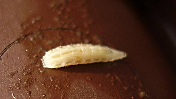 Larva de la mosca de la fruta, Drosophila Melanogaster. Imagen: Wikimedia Commons. 