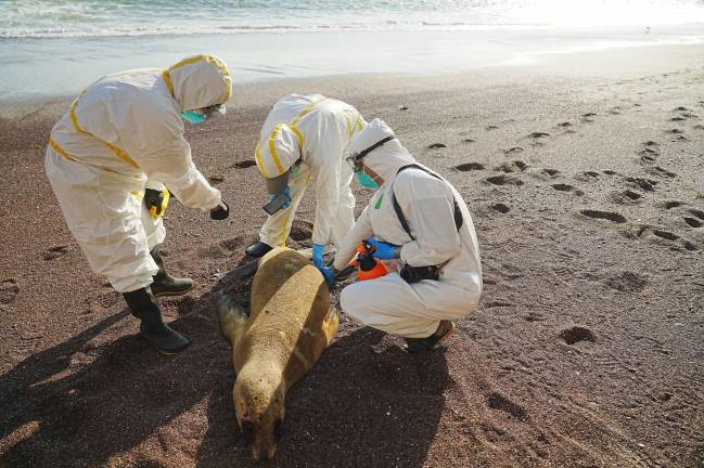 Expertos examinan un lobo marino muerto para investigar si es por gripe aviar